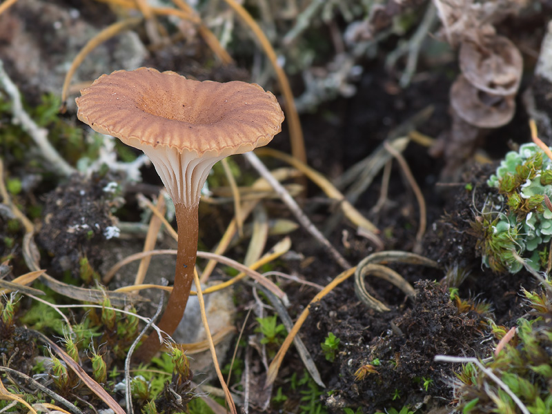 Omphalina pyxidata